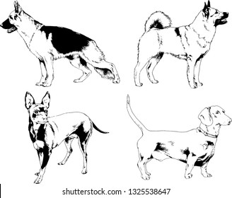 vector drawings sketches pedigree dogs in the racks drawn in ink by hand , objects with no background