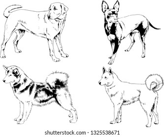 vector drawings sketches pedigree dogs in the racks drawn in ink by hand , objects with no background