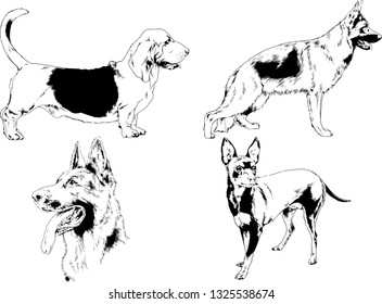 vector drawings sketches pedigree dogs in the racks drawn in ink by hand , objects with no background