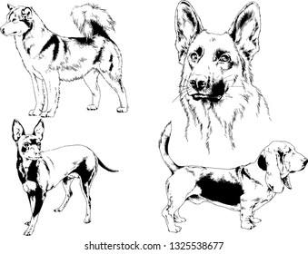 vector drawings sketches pedigree dogs in the racks drawn in ink by hand , objects with no background