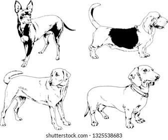 vector drawings sketches pedigree dogs in the racks drawn in ink by hand , objects with no background