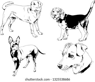 vector drawings sketches pedigree dogs in the racks drawn in ink by hand , objects with no background