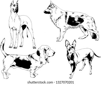 vector drawings sketches pedigree dogs in the racks drawn in ink by hand , objects with no background