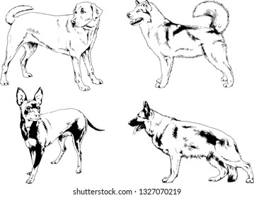 vector drawings sketches pedigree dogs in the racks drawn in ink by hand , objects with no background