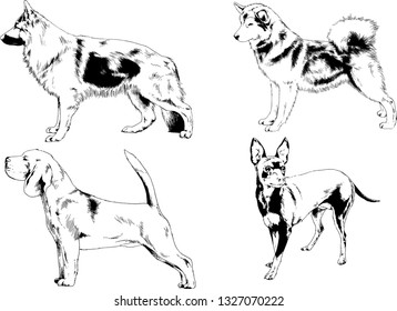 vector drawings sketches pedigree dogs in the racks drawn in ink by hand , objects with no background