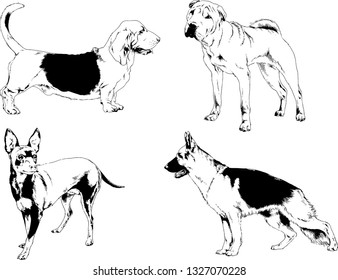 vector drawings sketches pedigree dogs in the racks drawn in ink by hand , objects with no background