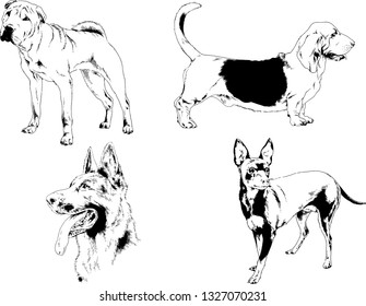 vector drawings sketches pedigree dogs in the racks drawn in ink by hand , objects with no background