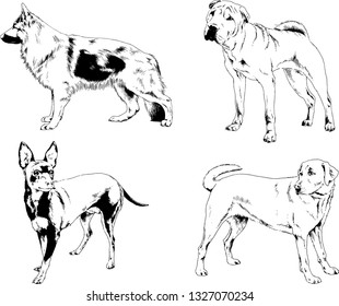 vector drawings sketches pedigree dogs in the racks drawn in ink by hand , objects with no background