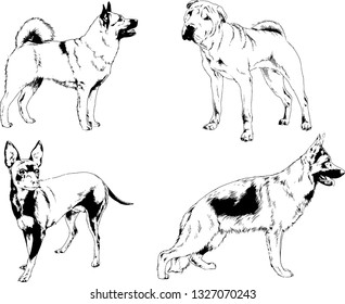 vector drawings sketches pedigree dogs in the racks drawn in ink by hand , objects with no background