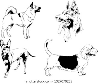 vector drawings sketches pedigree dogs in the racks drawn in ink by hand , objects with no background