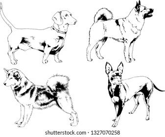 vector drawings sketches pedigree dogs in the racks drawn in ink by hand , objects with no background