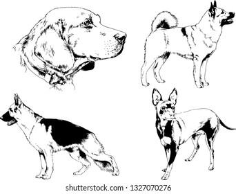 vector drawings sketches pedigree dogs in the racks drawn in ink by hand , objects with no background