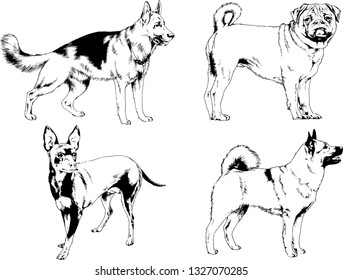 vector drawings sketches pedigree dogs in the racks drawn in ink by hand , objects with no background