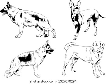 vector drawings sketches pedigree dogs in the racks drawn in ink by hand , objects with no background