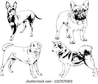 vector drawings sketches pedigree dogs in the racks drawn in ink by hand , objects with no background