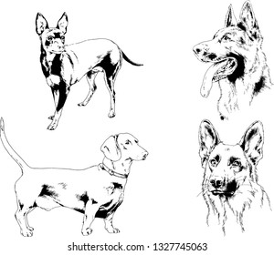 vector drawings sketches pedigree dogs in the racks drawn in ink by hand , objects with no background