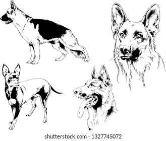 vector drawings sketches pedigree dogs in the racks drawn in ink by hand , objects with no background