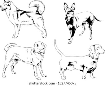 vector drawings sketches pedigree dogs in the racks drawn in ink by hand , objects with no background