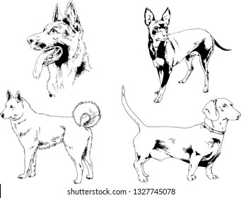 vector drawings sketches pedigree dogs in the racks drawn in ink by hand , objects with no background