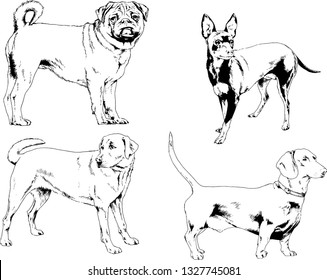 vector drawings sketches pedigree dogs in the racks drawn in ink by hand , objects with no background