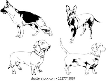 vector drawings sketches pedigree dogs in the racks drawn in ink by hand , objects with no background