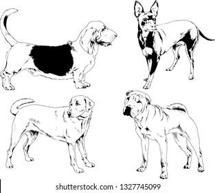 vector drawings sketches pedigree dogs in the racks drawn in ink by hand , objects with no background