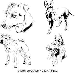 vector drawings sketches pedigree dogs in the racks drawn in ink by hand , objects with no background