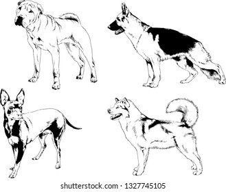 vector drawings sketches pedigree dogs in the racks drawn in ink by hand , objects with no background