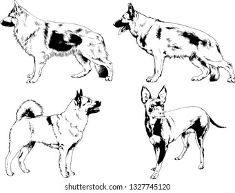 vector drawings sketches pedigree dogs in the racks drawn in ink by hand , objects with no background