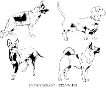 vector drawings sketches pedigree dogs in the racks drawn in ink by hand , objects with no background