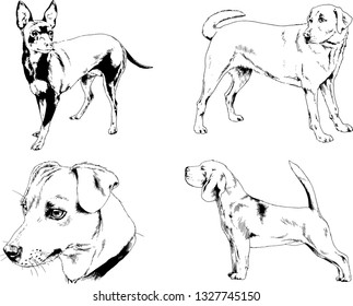 vector drawings sketches pedigree dogs in the racks drawn in ink by hand , objects with no background