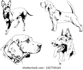 vector drawings sketches pedigree dogs in the racks drawn in ink by hand , objects with no background