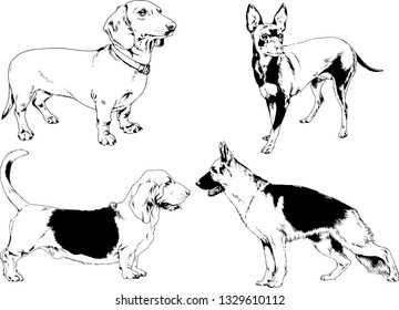 vector drawings sketches pedigree dogs in the racks drawn in ink by hand , objects with no background