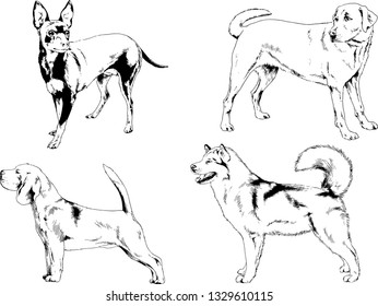 vector drawings sketches pedigree dogs in the racks drawn in ink by hand , objects with no background