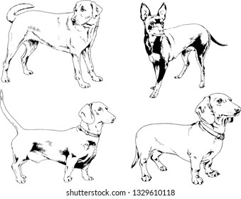 vector drawings sketches pedigree dogs in the racks drawn in ink by hand , objects with no background