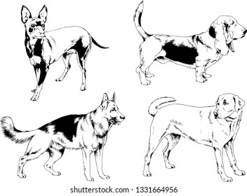 vector drawings sketches pedigree dogs in the racks drawn in ink by hand , objects with no background