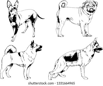 vector drawings sketches pedigree dogs in the racks drawn in ink by hand , objects with no background