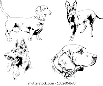 vector drawings sketches pedigree dogs in the racks drawn in ink by hand , objects with no background