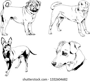 vector drawings sketches pedigree dogs in the racks drawn in ink by hand , objects with no background