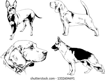 vector drawings sketches pedigree dogs in the racks drawn in ink by hand , objects with no background