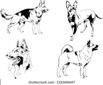 vector drawings sketches pedigree dogs in the racks drawn in ink by hand , objects with no background