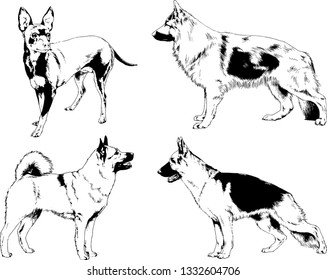 vector drawings sketches pedigree dogs in the racks drawn in ink by hand , objects with no background