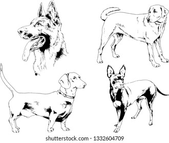 vector drawings sketches pedigree dogs in the racks drawn in ink by hand , objects with no background