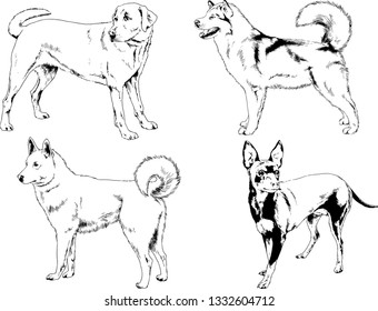 vector drawings sketches pedigree dogs in the racks drawn in ink by hand , objects with no background