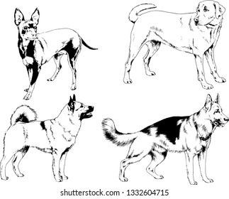vector drawings sketches pedigree dogs in the racks drawn in ink by hand , objects with no background