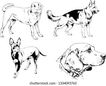 vector drawings sketches pedigree dogs in the racks drawn in ink by hand , objects with no background