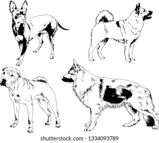vector drawings sketches pedigree dogs in the racks drawn in ink by hand , objects with no background