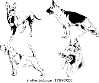 vector drawings sketches pedigree dogs in the racks drawn in ink by hand , objects with no background