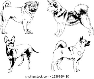 vector drawings sketches pedigree dogs in the racks drawn in ink by hand , objects with no background