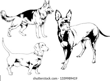 vector drawings sketches pedigree dogs in the racks drawn in ink by hand , objects with no background